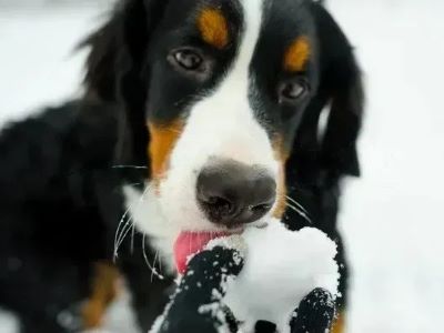 Snow Safe for Dogs