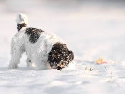 Dogs Loves Taste of Snow
