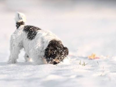 Dogs Loves Taste of Snow Dogs Loves Taste of Snow