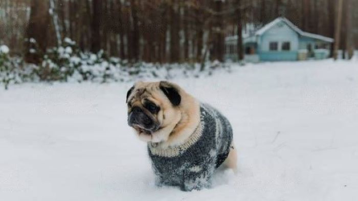 Dogs Eat Snow