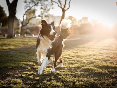 Activity Level of Border Collie