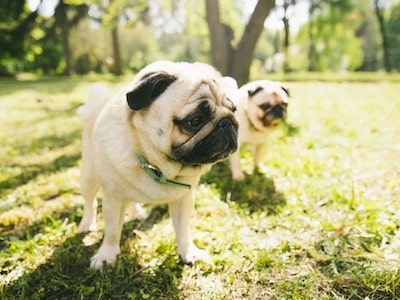 Pug Activity Level Pug Activity Level