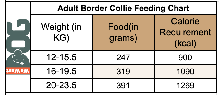 Adult Border Collie Feeding Chart
