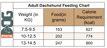 Adult Dachshund Feeding Chart 