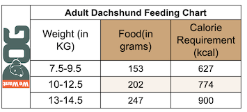 how much to feed a dachshund puppy