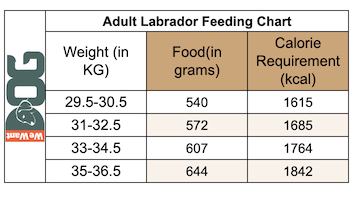 Adult Labrador Feeding Chart
