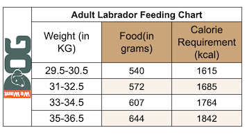 labrador dog food chart