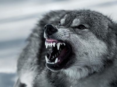 Furious Dog Furious Dog