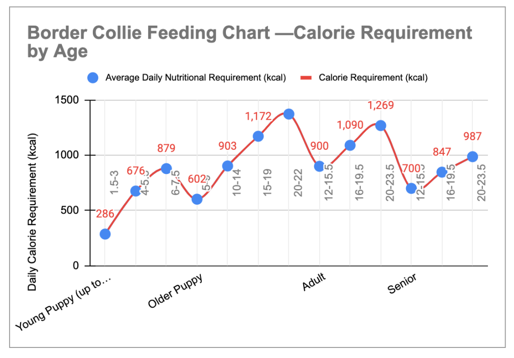 The Weight of a Border Collie