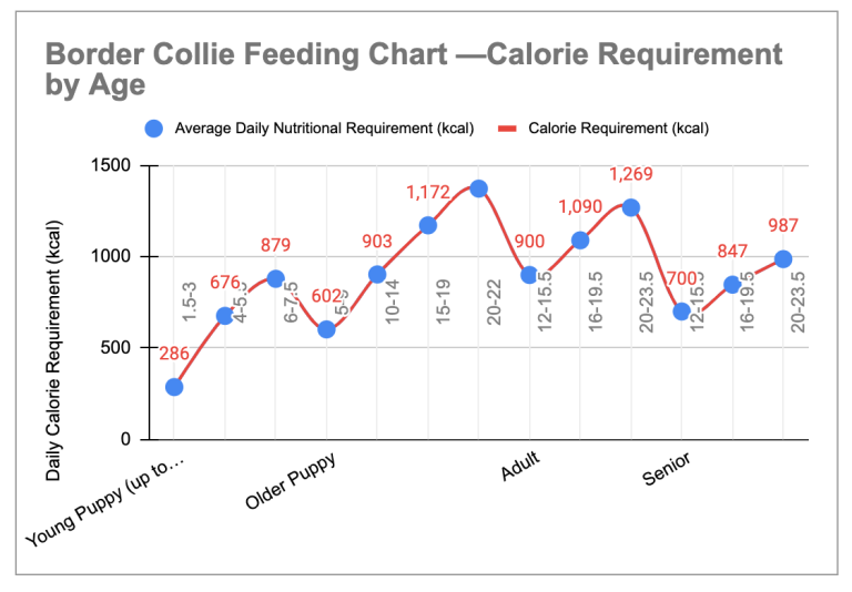 Border Collie Feeding Chart How Much to Feed? WeWantDogs