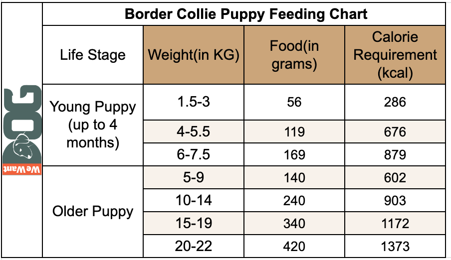 Border Collie Puppy Feeding Chart
