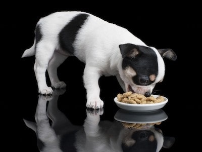 Chihuahua puppy eating