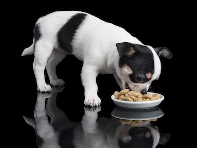 Chihuahua puppy eating Chihuahua puppy eating