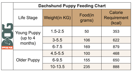Dachshund Puppy Feeding Chart