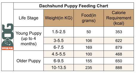 how often to feed a dachshund puppy