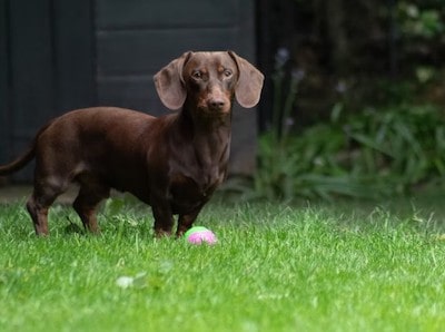 Dachshund Playing Dachshund Playing