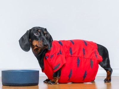 Weight of Dachshund Weight of Dachshund
