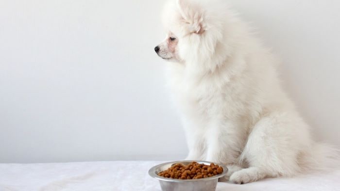 Dog avoiding food Dog avoiding food