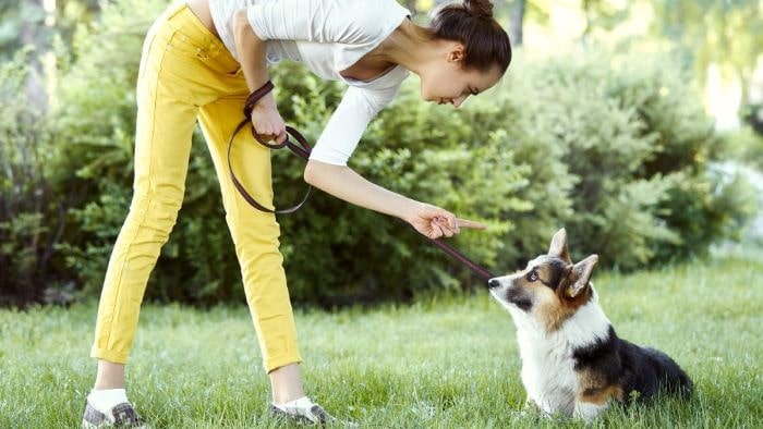 Dog being trained Dog being trained