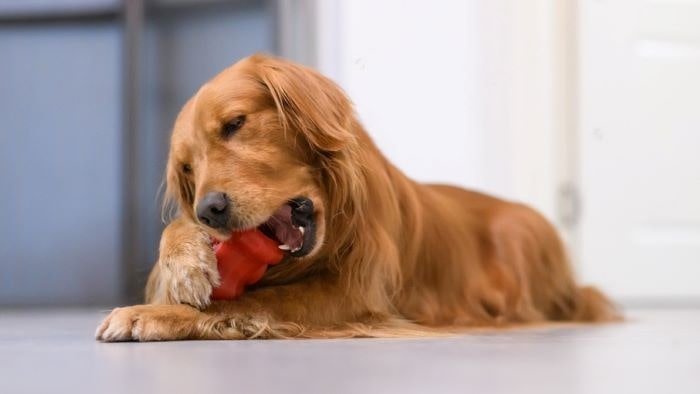 Dog bitting a toy