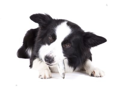 Dog eating fish Dog eating fish