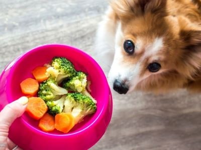 Dog eating health food
