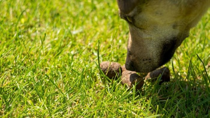 Dog eating poop Dog eating poop
