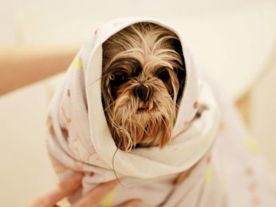 Dog feeling cold Dog feeling cold