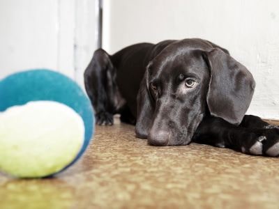 Dog laying with a toy Dog laying with a toy
