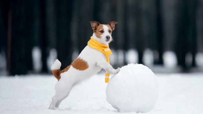 Dog playing in snow