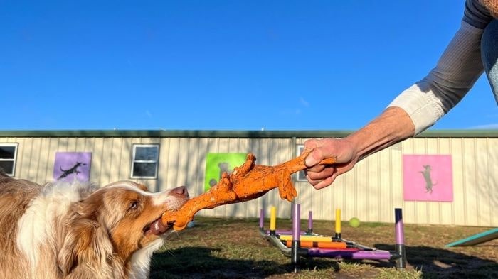 Dog playing with squeaky toy Dog playing with a squeaky toy