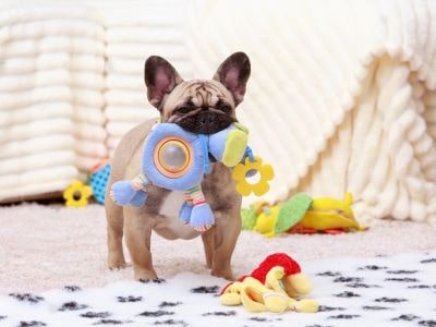 Dog with toys Dog with toys