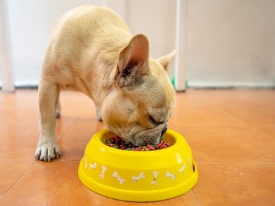 how many grams should a french bulldog eat