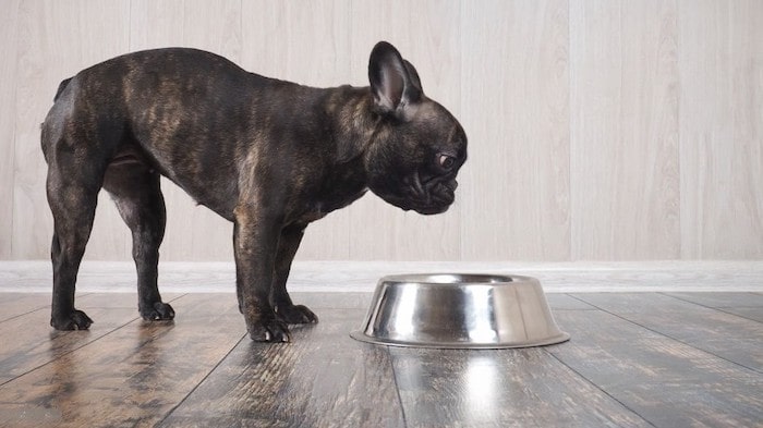 French Bulldog Feeding Guide UK – How Much to Feed? - WeWantDogs