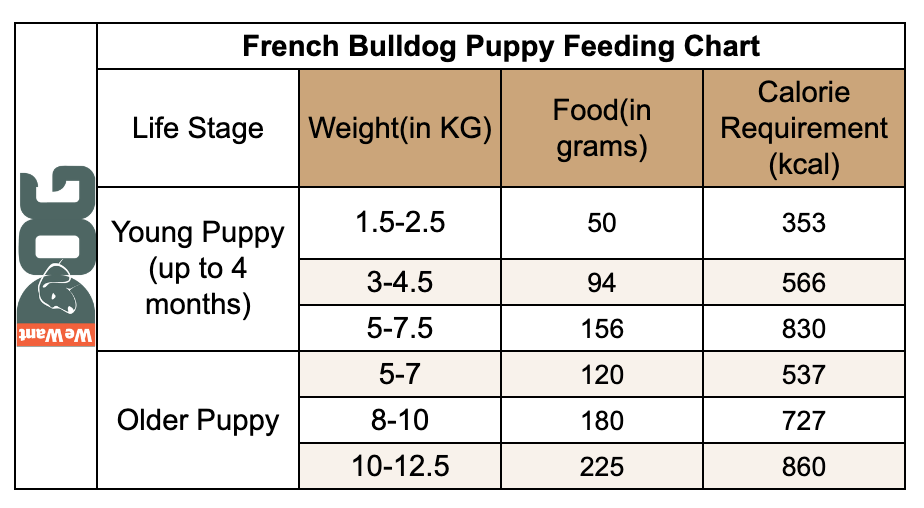 how much to feed french bulldog puppy