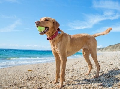 male labrador weight chart kg