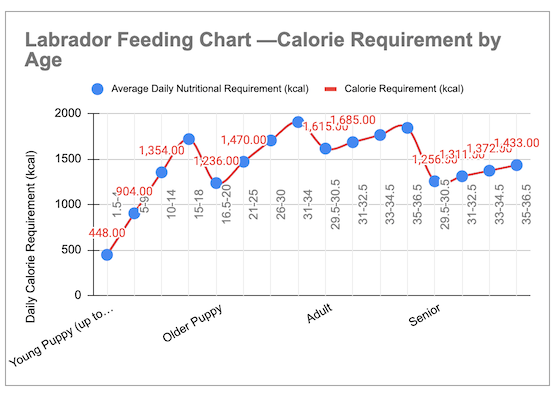 labrador feeding guide