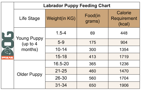 Labrador Puppy Feeding Chart