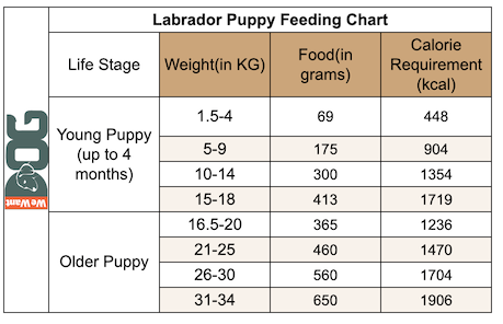 how much to feed a lab puppy