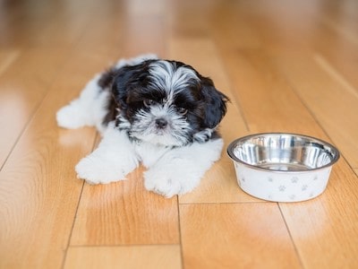 Shih Tzu's meal frequency