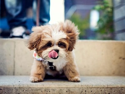 Shih Tzu's Weight Shih Tzu's Weight
