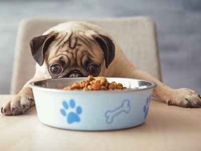 Pug Feeding Tips Pug Feeding Tips