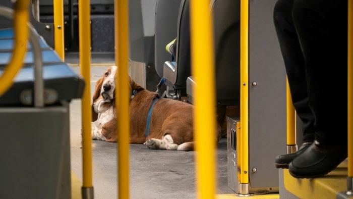Are dogs allow on bus Are dogs allow on bus