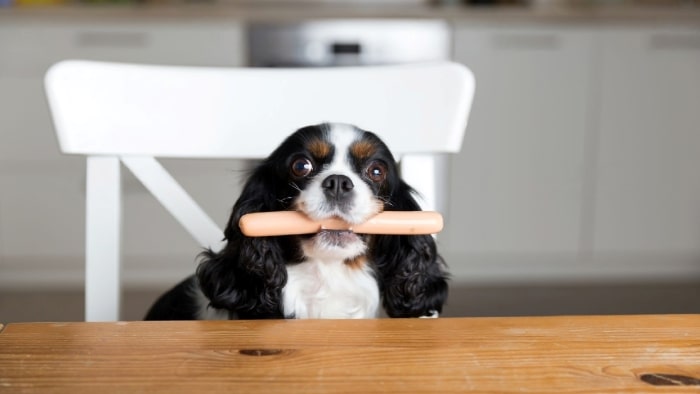 Can dogs eat hot dog Can dogs eat hot dog