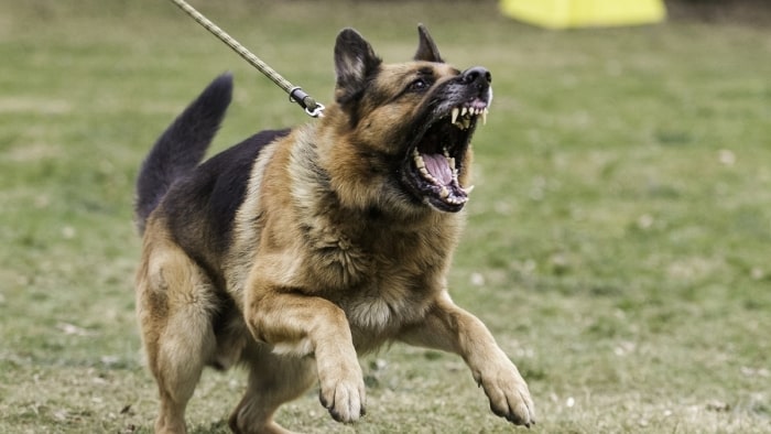 Dog bark at other dogs Dog bark at other dogs