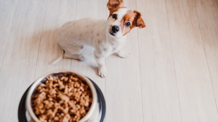 Dog avoid his food Dog avoid his food