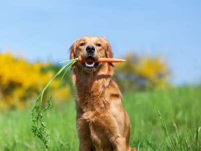 Dog eats carrot