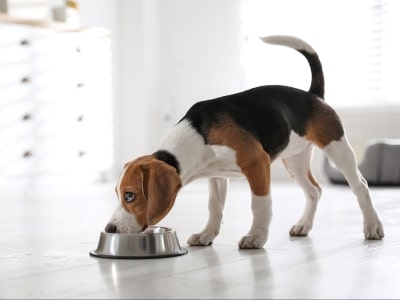 dog Eating alone dog Eating alone