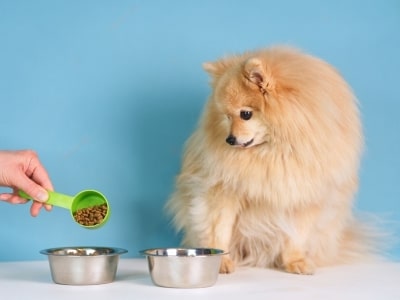 Try another dog food Try another dog food