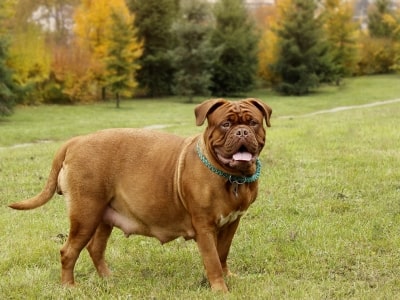 Pregnant dog Pregnant dog